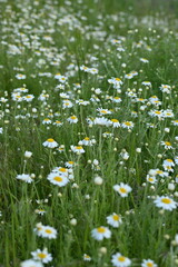 white daisy flowers texture, chamomile small flowers on green background, texture of small white flowers, mental health concept	
