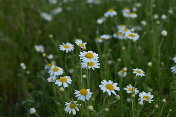 white daisy flowers texture, chamomile small flowers on green background, texture of small white flowers, mental health concept	
