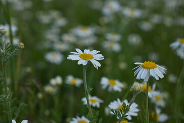 white daisy flowers texture, chamomile small flowers on green background, texture of small white flowers, mental health concept	

