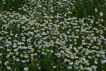 white daisy flowers texture, chamomile small flowers on green background, texture of small white flowers, mental health concept	
