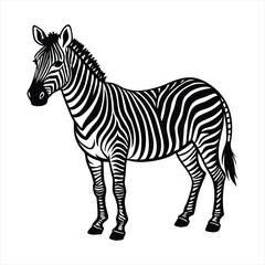 zebra vector illustration