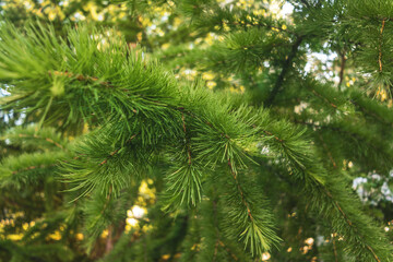 A branch and needles of Siberian (Larix sibirica) larch in close-up