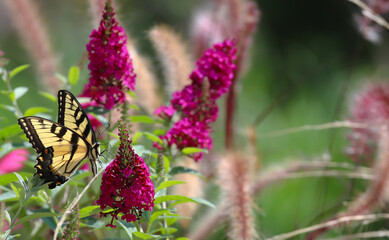 Brilliant yellow eastern swallowtail feeding on the supermodel, magenta,  Miss Molly, butterfly bush - buddleia