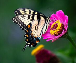 Macro of a brilliant Eastern tiger swallowtail, Preeminent among the pollinators  named for their dazzling wing color pattern of alternating bands of yellow and black perched on a pretty pink zinnia