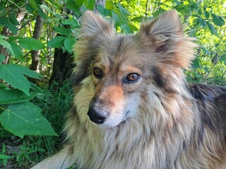 portrait of a dog