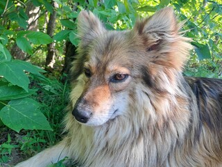 portrait of a dog
