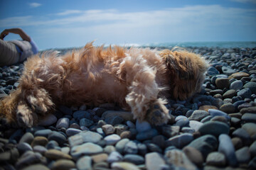 shih tzu dog is relaxing on the beach near the sea