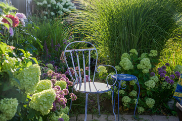 Eye catching photo of a vintage blue chair in quiet spot in the garden, surrounded by lime light green panicle hydrangeas, purple allium and Morning Light Maiden Grass, Miscanthus sinensis.