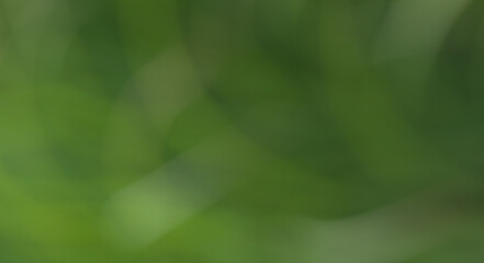 Dreamy green zen bokeh background of various soft color greens for any creative project. Create a lovely ethereal, serene and tranquil backdrop from nature's  colors.
