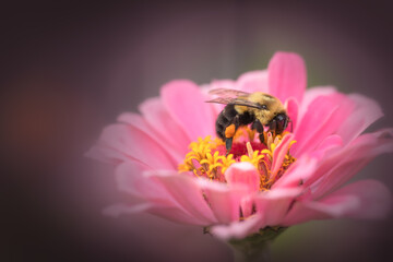 Horizontal photo of Beautiful pink zinnia with a closeup of a female bumblebee collecting pollen, The pollen sac can hold more than one million grains of pollen in its pollen sac when it is full.