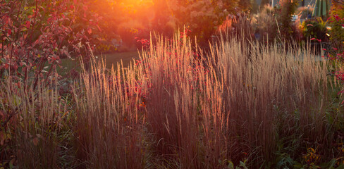 A spectacular photo of Beautiful and wispy Karl Foerster Feather Reed Grasses, Calamagrostis × acutiflora Karl Foerster with the autumn sun cresting a mystical photo at sundown.