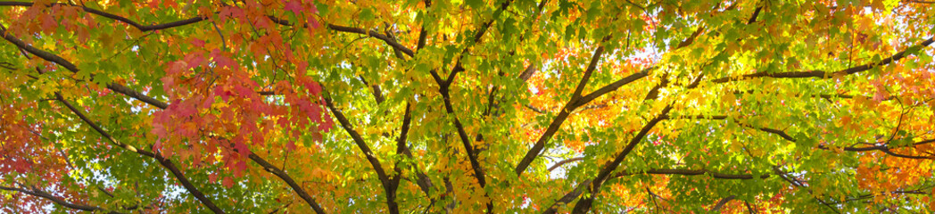 Horizontal banner of a spectacular fall landscape with towering maple tree - glorious reds, yellows and orange leaves brightening up a crisp autumn day .
