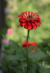 Backdoor patio favorite! Giant red Scarlet Benary's Zinnia, an enduring, brilliant and vivid, drought tolerant annual flower with an extended growing season. against a green bokeh background