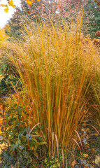 field of wheat