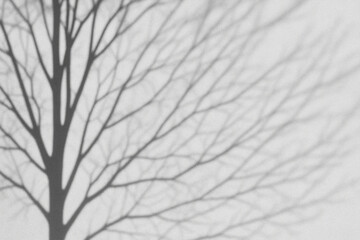 Fototapeta premium Photo of Shadows of tree branches create an abstract monochrome pattern