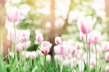 Obraz premium Delicate white and pale pink tulips blooming on a lush green meadow under gentle sunlight. The background is softly blurred with warm bokeh, creating a romantic and peaceful spring atmosphere.