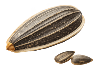 Sunflower seed PNG snack seed PNG raw seed PNG edible seed PNG food ingredient PNG transparent background image