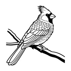 Cardinal Bird Close-Up Vector Illustration