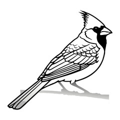 Cardinal in Winter Theme Vector Illustration