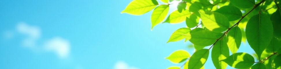 Obraz premium Azure summer sky, vibrant green leaves dappled with sunlight , blue, summer, bright