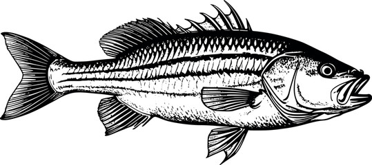Engraved striped bass fish in vintage illustration style on white