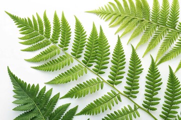Vibrant Green Fern Fronds on white background 