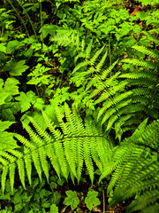Forest Gaze forest landscape nature