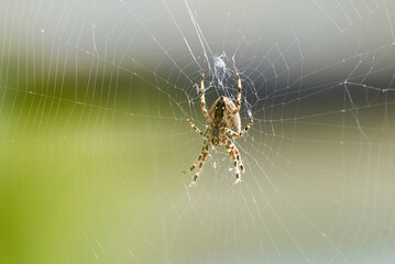 European garden spider on the web (Araneus diadematus).