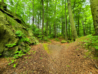 Forest Gaze forest landscape nature