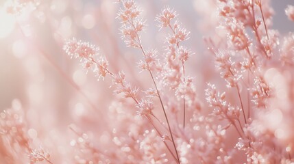 Naklejka premium Delicate pink pampas grass in soft sunlight with dew droplets