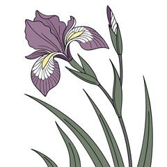 Iris flower vector art on white background. Adobe Illustrator Artwork