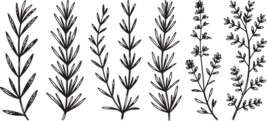 Obraz premium Black and white illustrations of various botanical leaves and plants