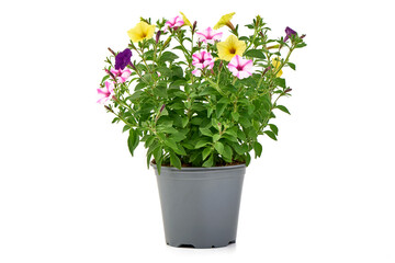 Multicolor Petunia in Plastic Pot – vibrant potted flowers for balcony or garden.