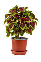 Coleus blumei (Painted Nettle) ornamental plant in a flower pot, isolated on white background.