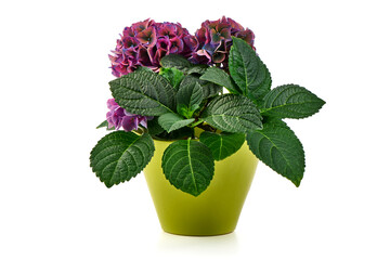 Green Ornamental Plant in Plastic Pot.