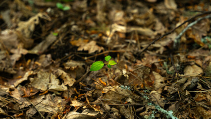 A tiny green plant sprouts strongly among a carpet of fallen leaves and dry branches on the forest floor, symbolizing the cycle of life, renewal, and hope in nature.