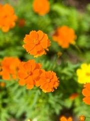 Bright yellow and orange Cosmos flowers, likely Cosmos\;sulphureus, are shown against a green background.
