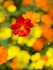 Bright yellow and orange Cosmos flowers, likely Cosmos\;sulphureus, are shown against a green background.

