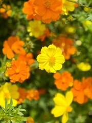 Bright yellow and orange Cosmos flowers, likely Cosmos\;sulphureus, are shown against a green background.
