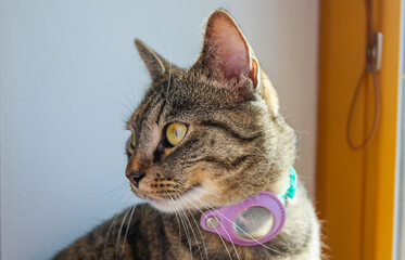 A domestic cat with a bluetooth trekker on the collar so that the owner does not lose the pet....