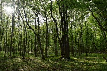 Erdő