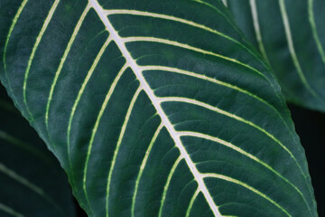 close up on green leaf texture background