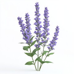Three sprigs of vibrant purple flowers against a white background.