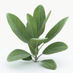 Detailed  shot of fresh sage leaves.