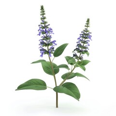 Naklejka premium Two vibrant purple sage flowers with lush green foliage.