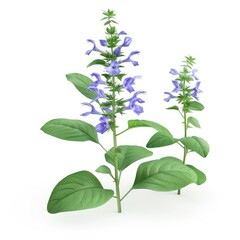 Close-up view of two vibrant purple flowers on stalks.