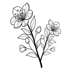 Elegant Lily Flower Line Art,  Minimalist Floral Illustration on a transparent white background