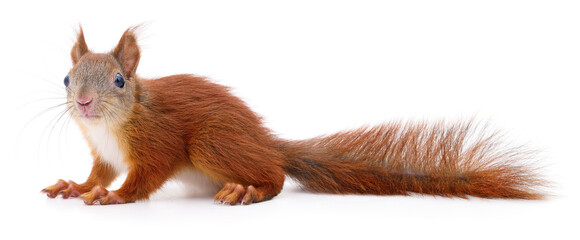 Obraz premium Eurasian red squirrel.
