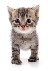 Obraz premium Kitten on white background.