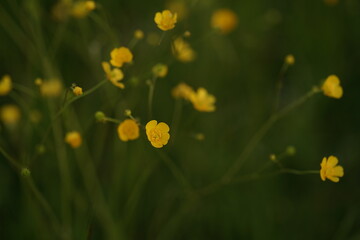yellow dandelion flower